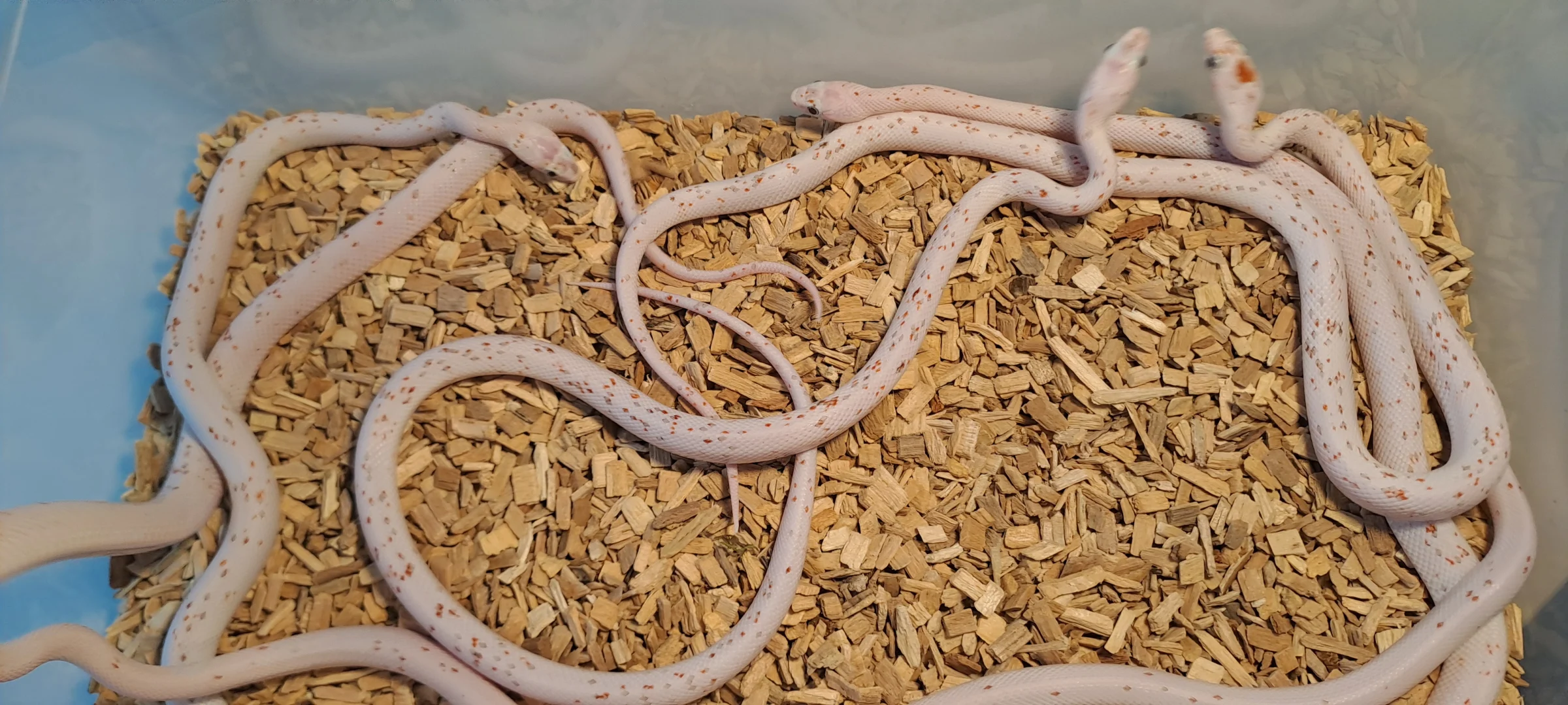 7 x Palmetto Pantherophis guttatus Keine Bug Eyes. – Bild 1