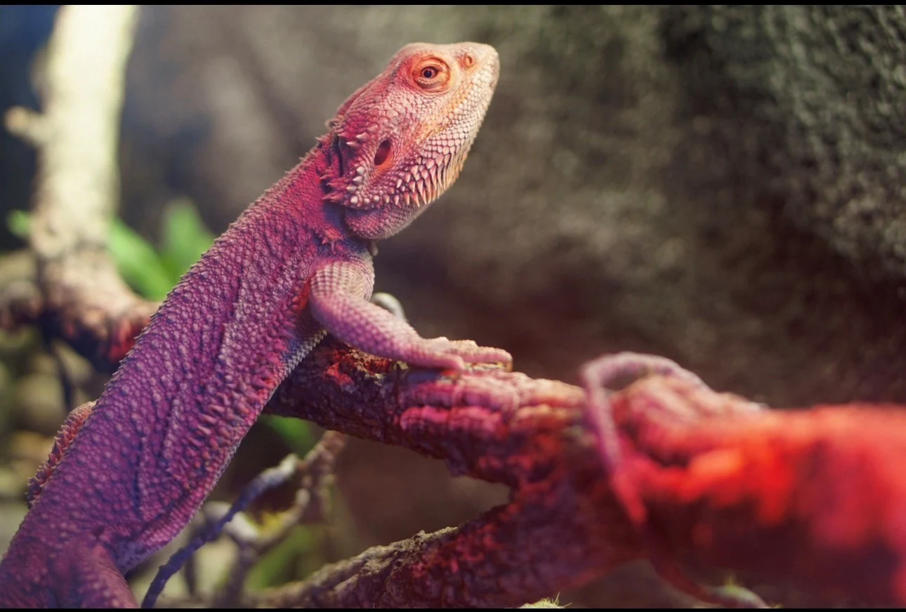 Bartagame inkl. Terrarium und Technik