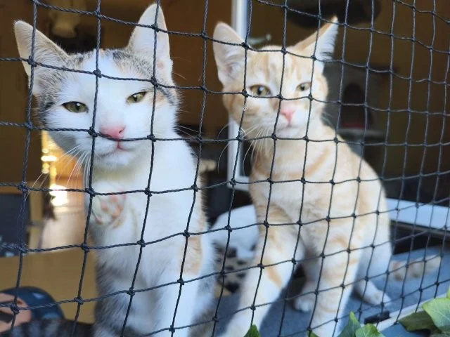 Garfi & Ariana - zwei entzückende Katzenkinder