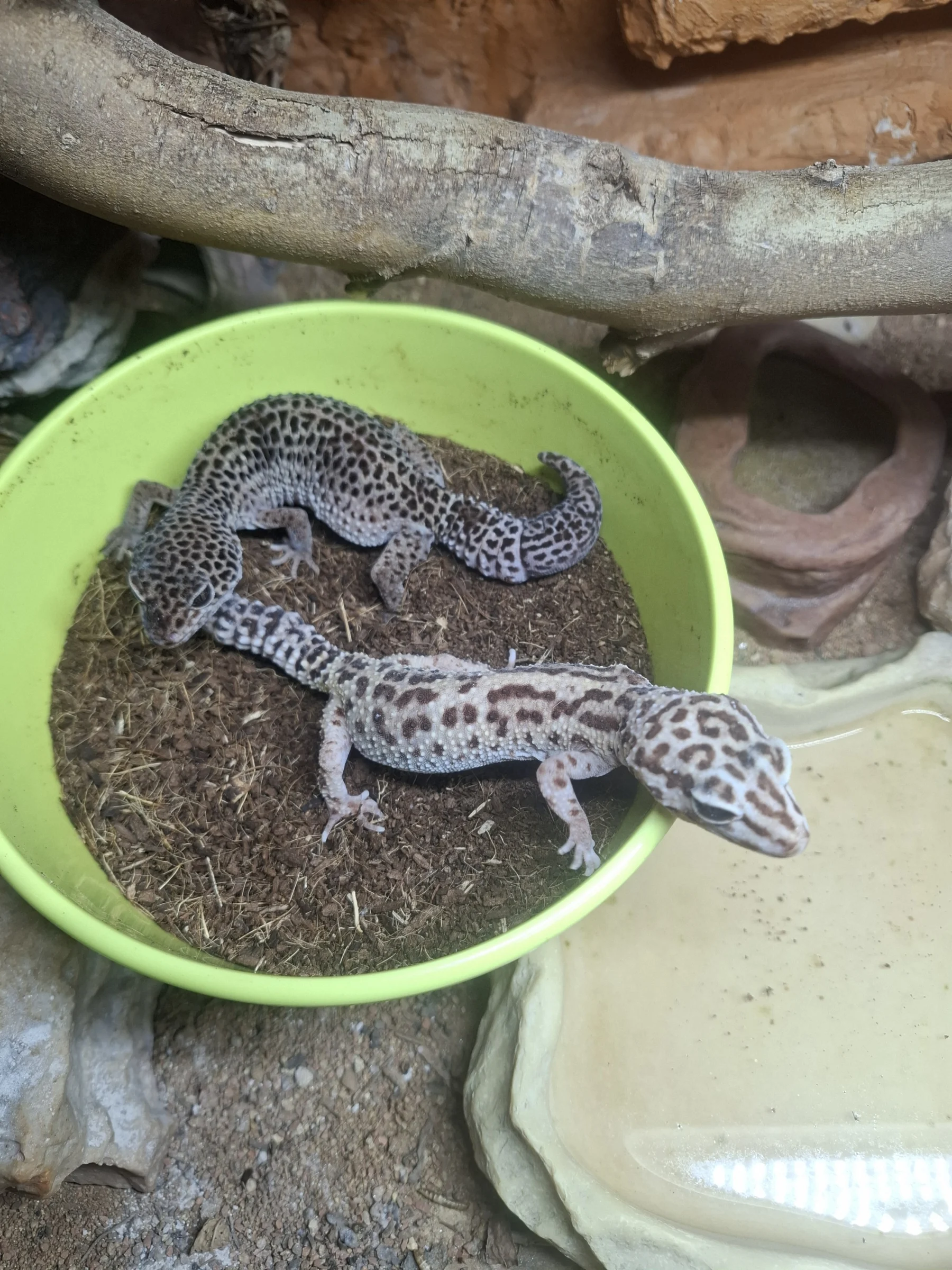 Leopardgeckos – Bild 1