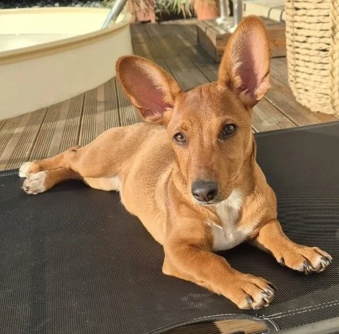 Missy - Fröhliches Hundekind Missy mit den Fledermausohren