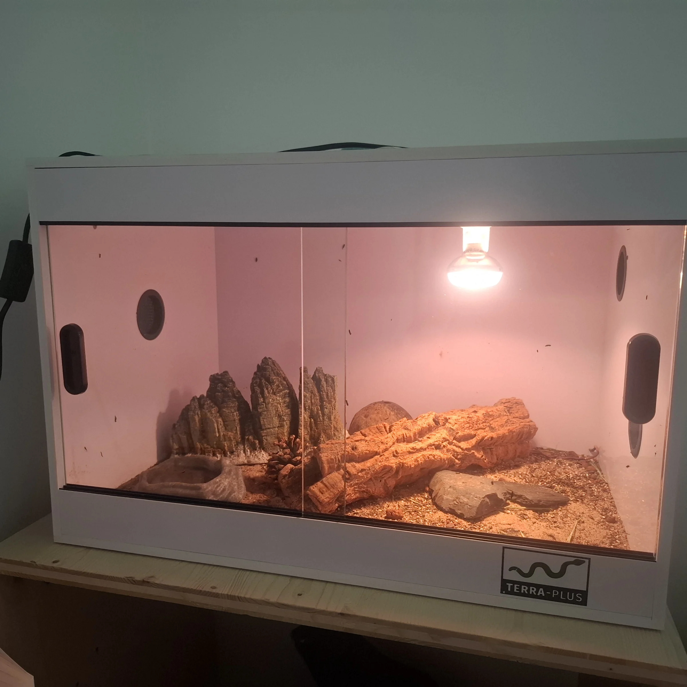 Leopardengecko M inkl Terra und Zubehör