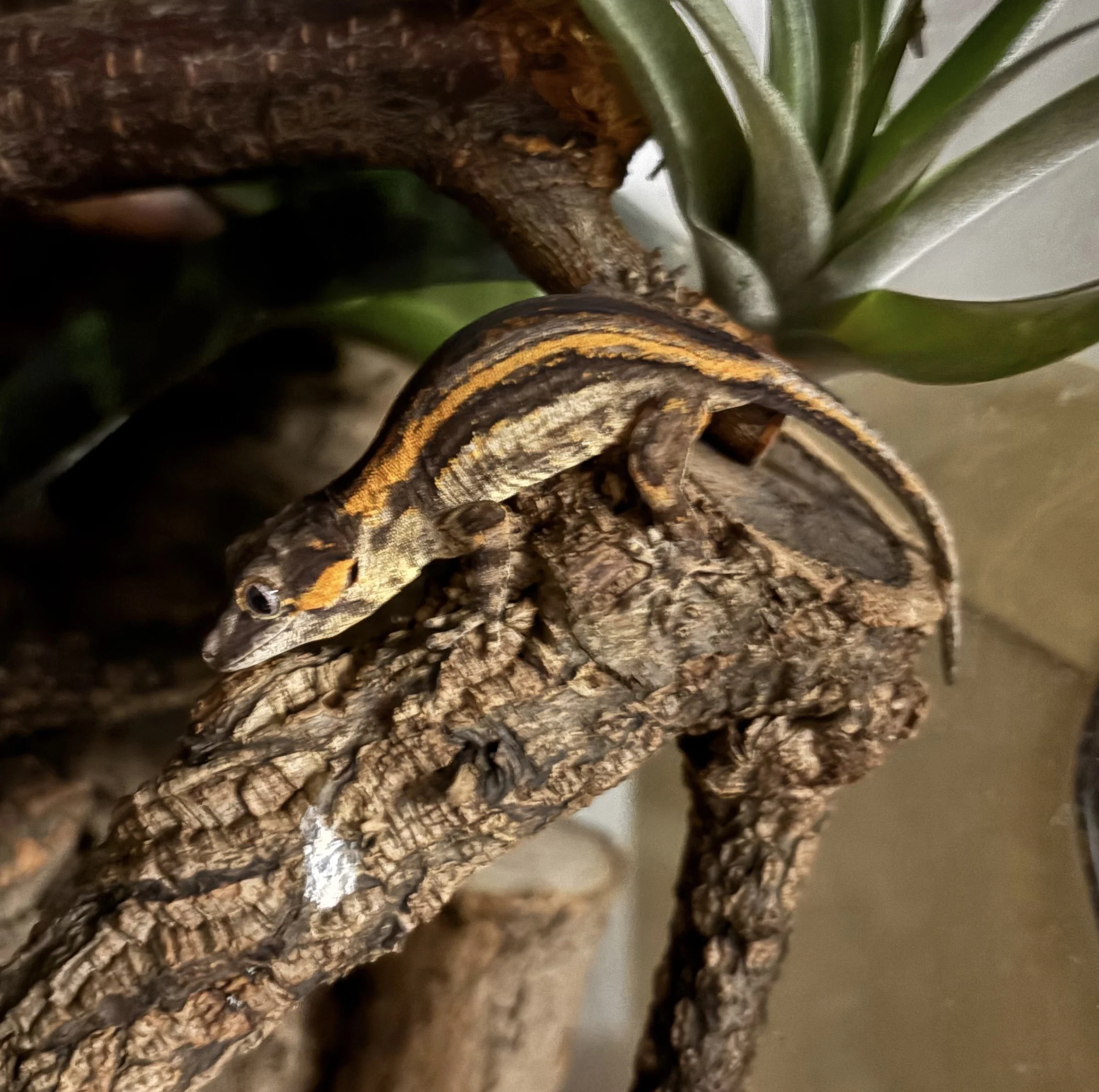 Höckerkopfgecko poss. 0.1