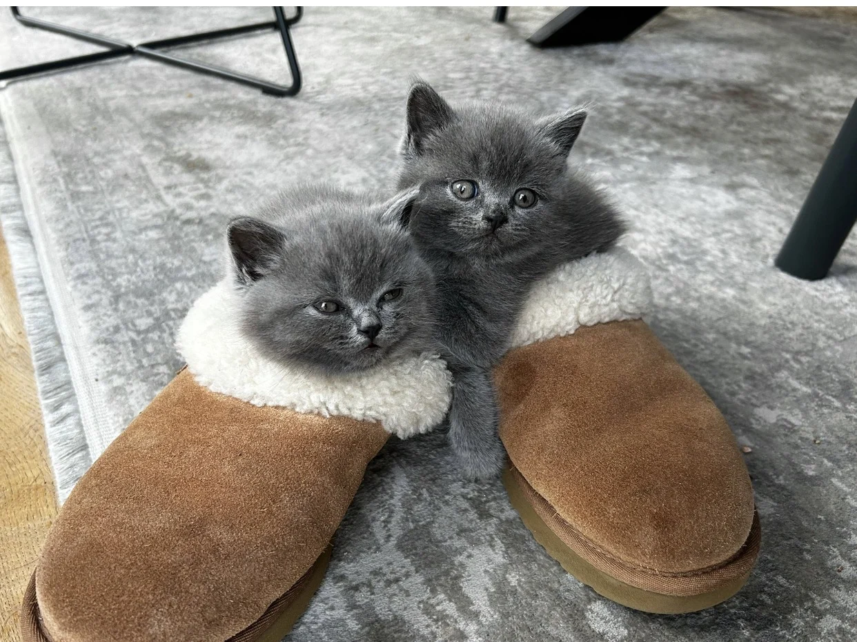 Traumhafte BKH Blue Kitten liebevoll aufgezogen 6 Herzensbrecher abgabebereit
