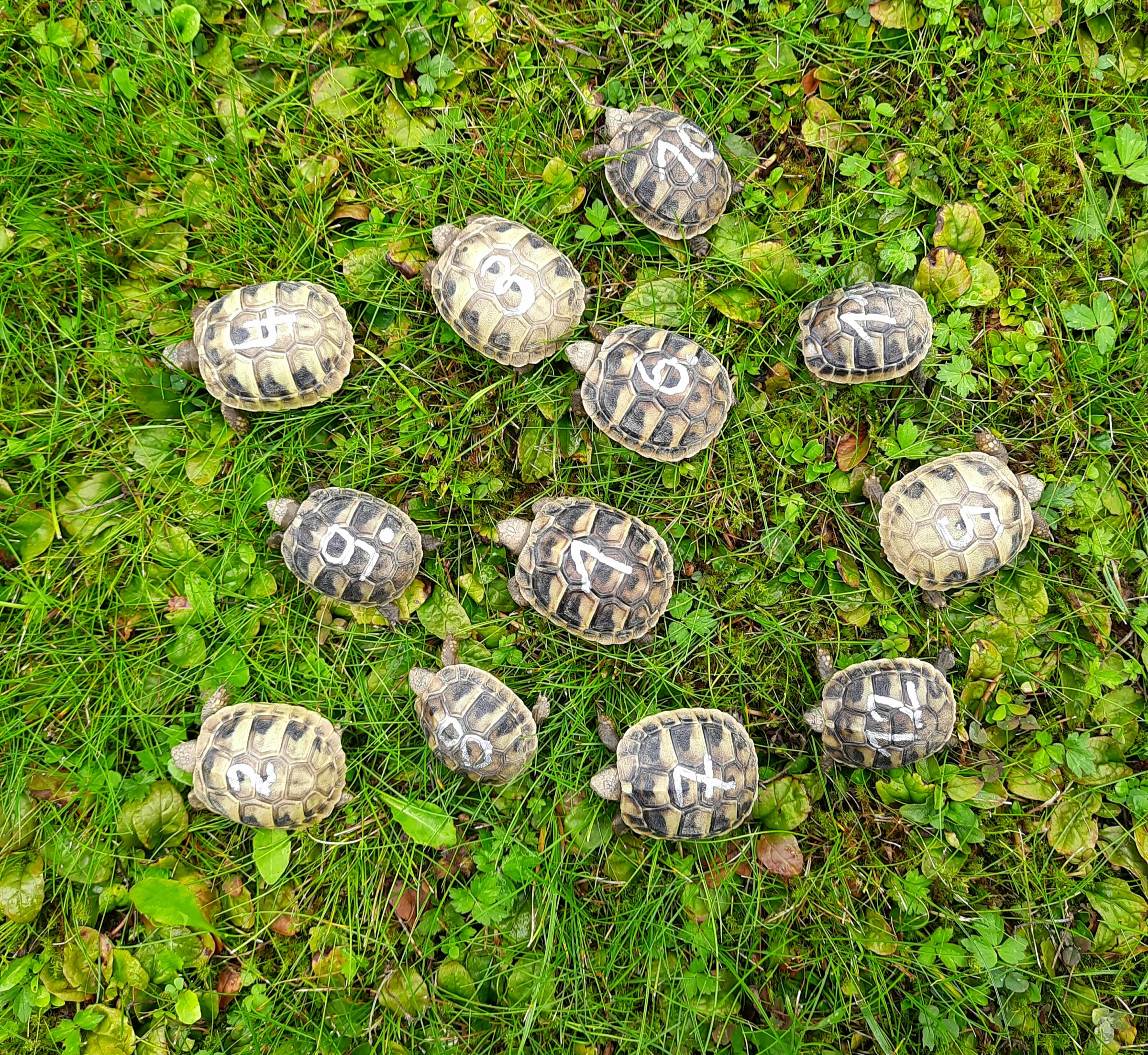 Griechische Landschildkröten Nachzucht 2026