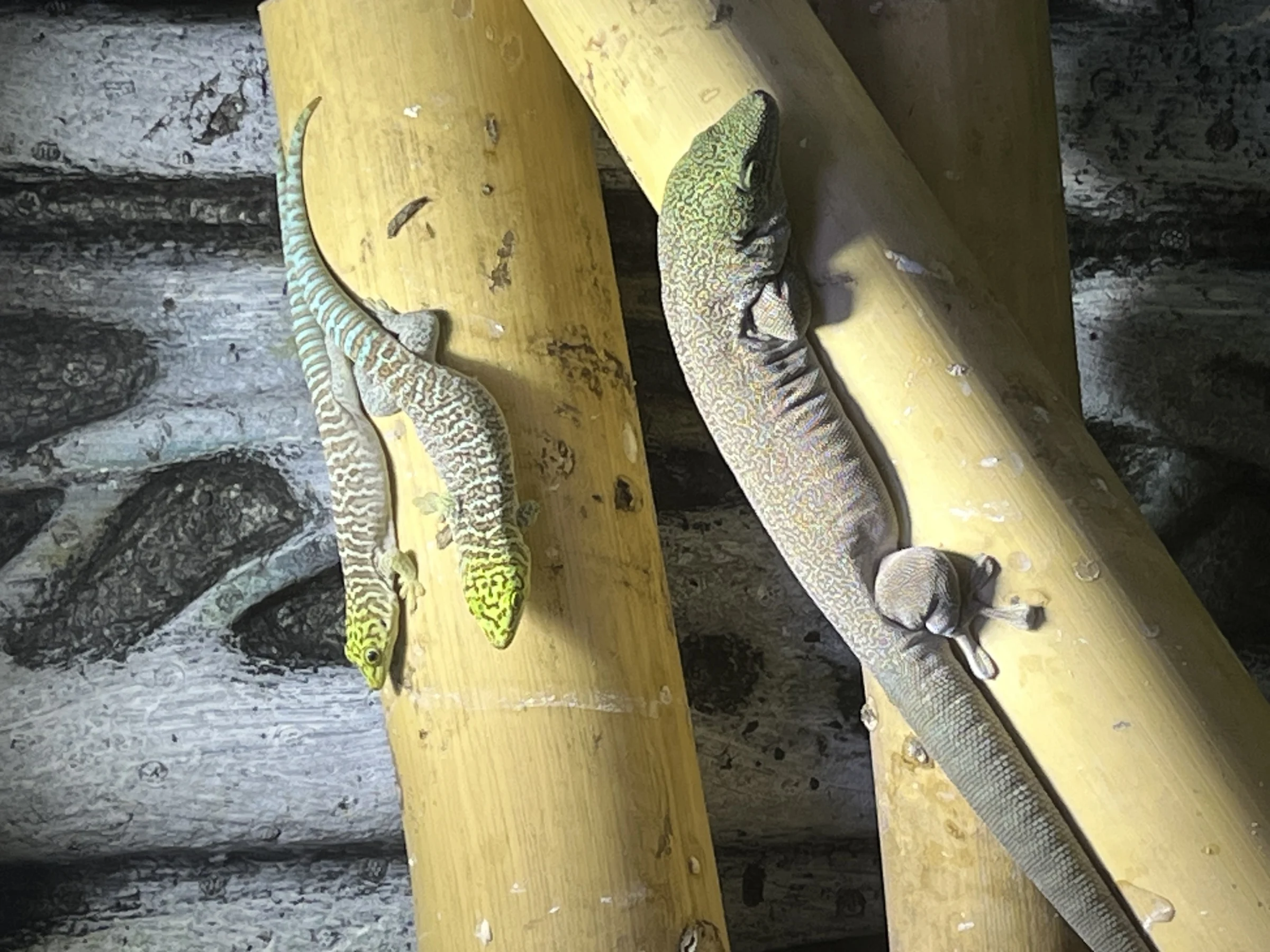 Phelsuma Standingi, Dornwaldtaggecko