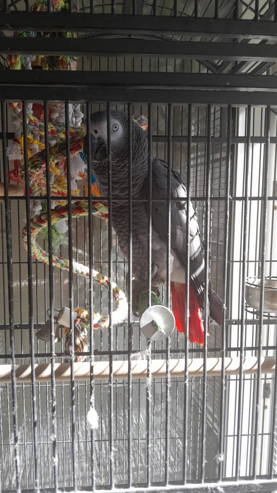 Kongo- Graupapagei – Bild 1