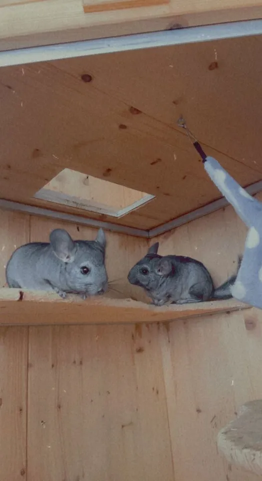 Zahme Chinchilla mit Käfig und Zubehör