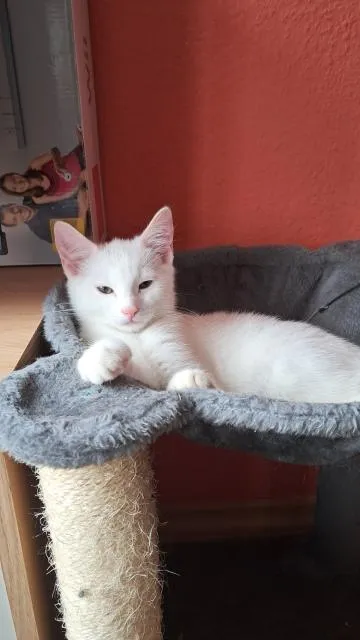 Weißes Kitten Mix Türkisch Van und Bengal