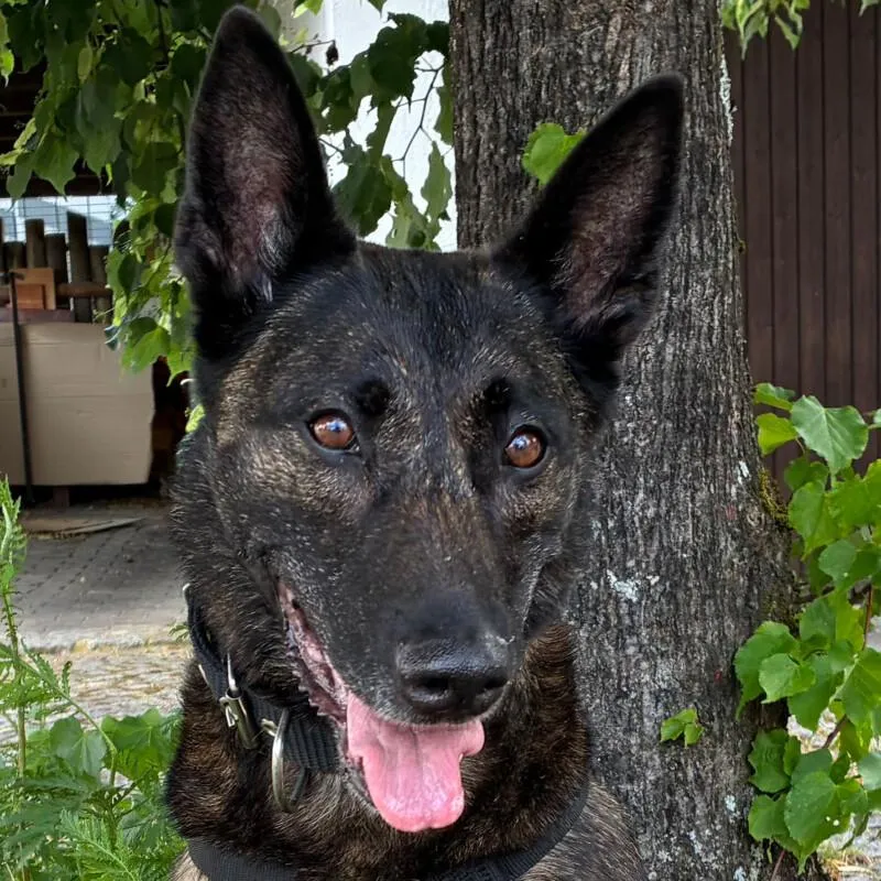 PEKSI - Holländischer Schäferhund - 7 Jahre - Tierhilfe-Franken e.V.
