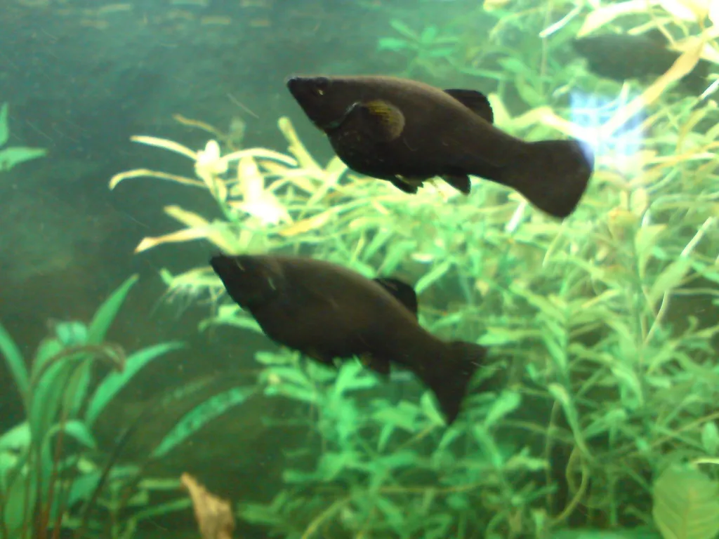 Black Molly´s zu verkaufen 4-5 cm