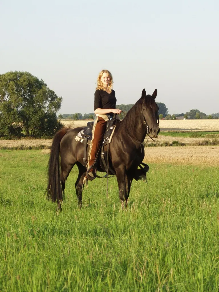 Tennessee Walking Horse Deckhengst