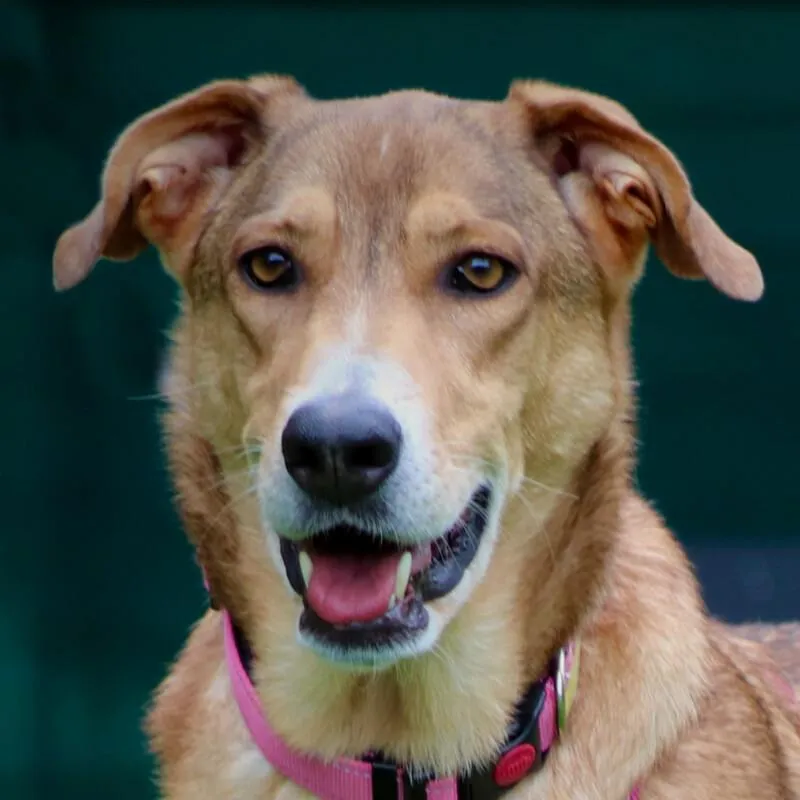 ATHENA - Mix - 5 Jahre und 4 Monate - Tierhilfe-Franken e.V.