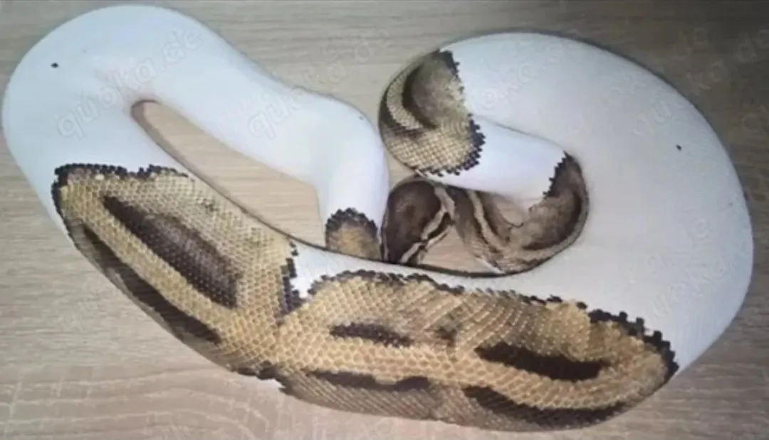 2.3 Python regius (Königspython) abzugeben