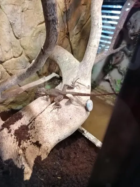Helmbasilik + Terrarium