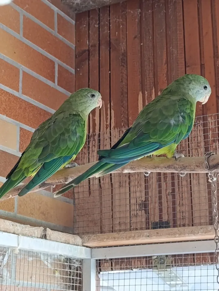 Schöne Schildsittiche/Barabandsittiche – Bild 1