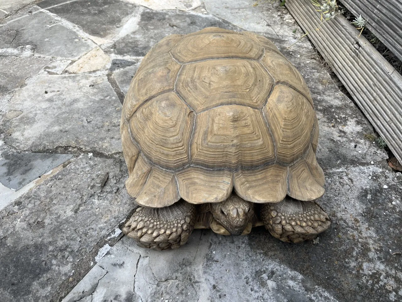 Spornschildkröte Sulcata weiblich – Bild 1