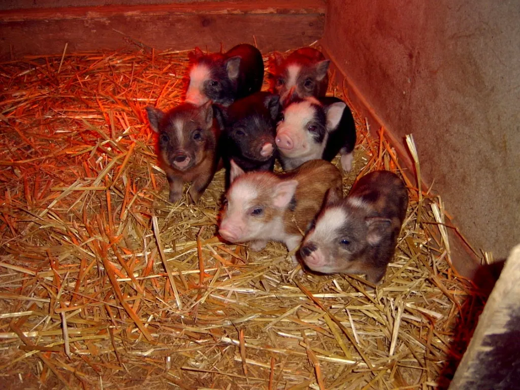 Minischwein Baby´s zu verkaufen