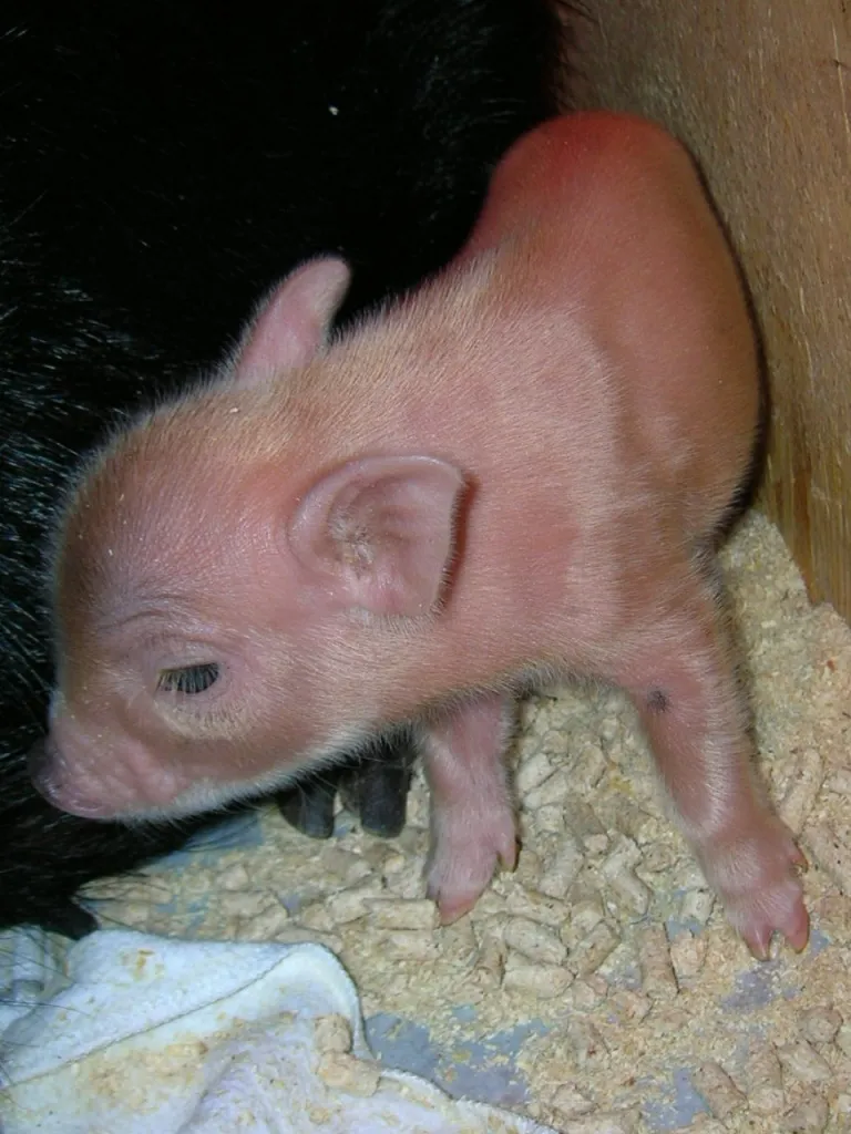 Microschwein/Minischwein/Sau/Eber