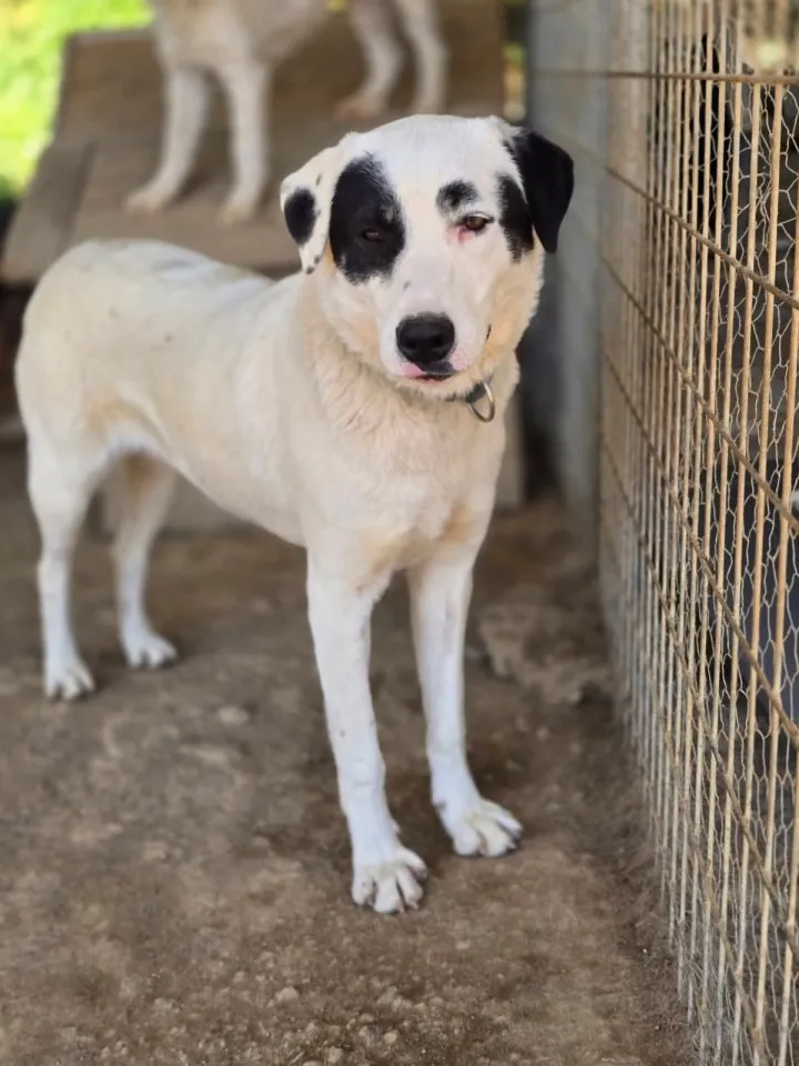Beverly – freundlich, verspielt, mit besonderem Charme 🐾