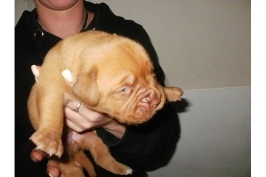 noch 4 supper knufige babys abzugeben!