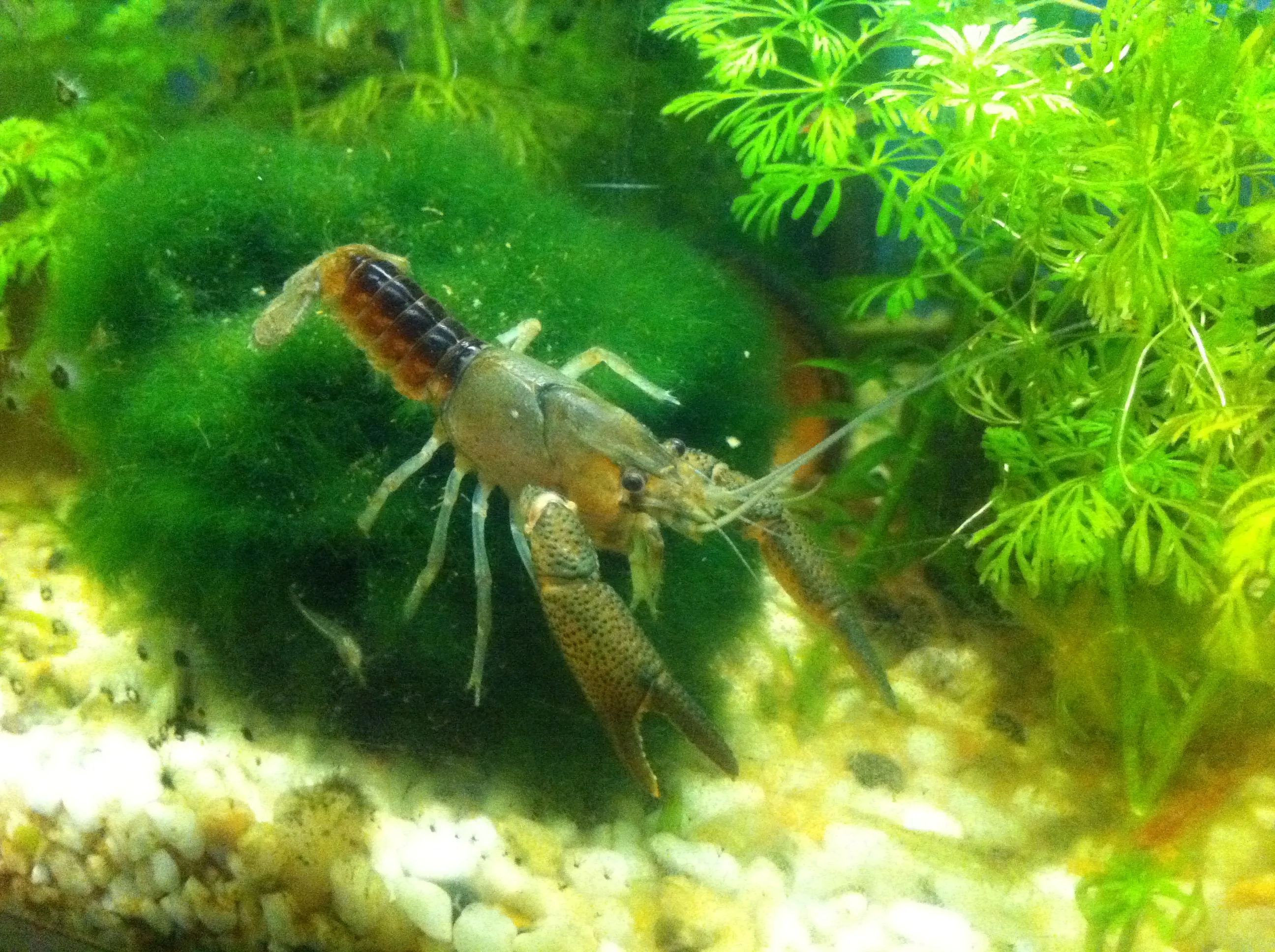 Flusskrebse  Procambarus Vasquezae