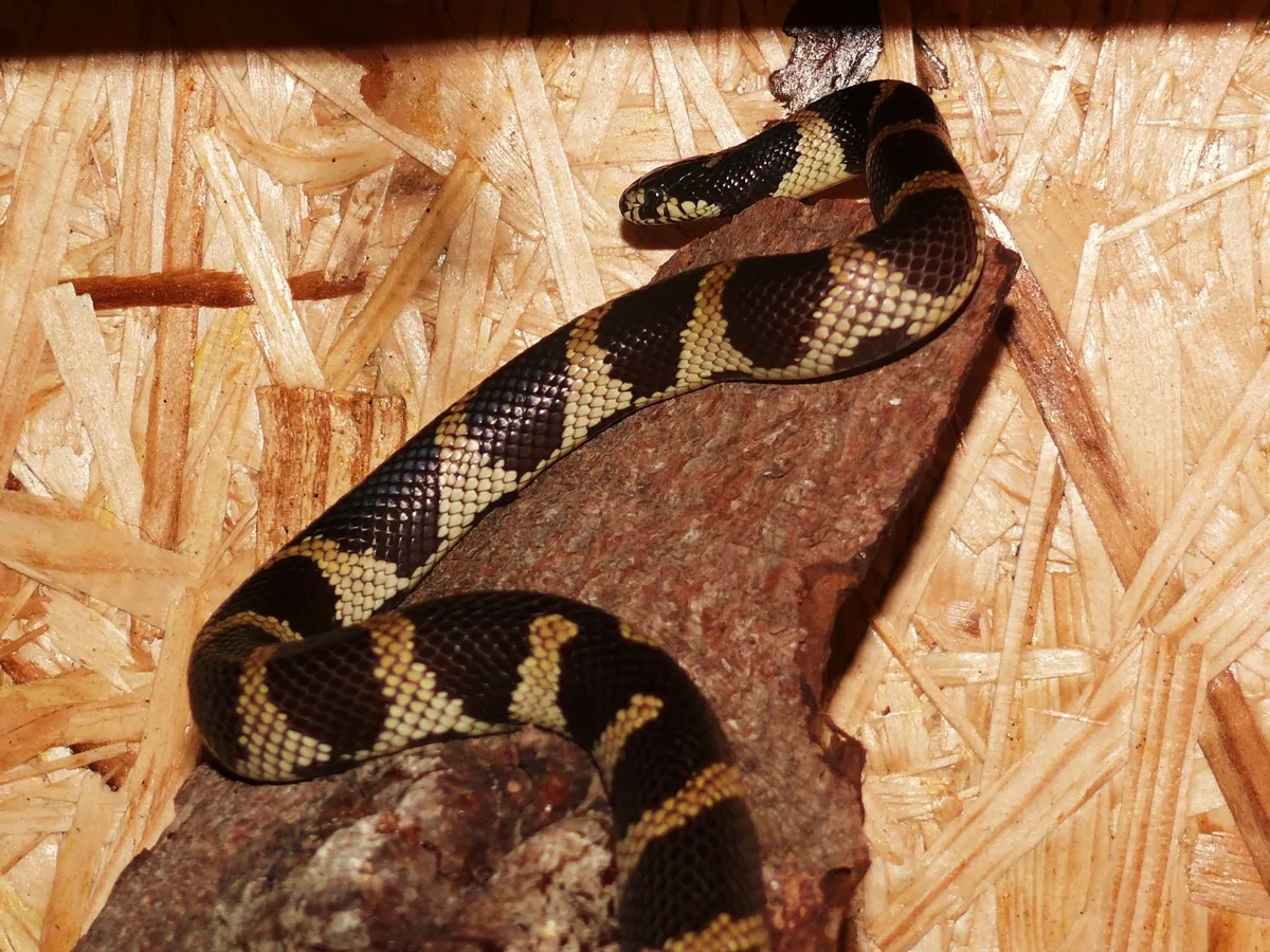0,1 Lampropeltis getula californiae, DNZ 2009