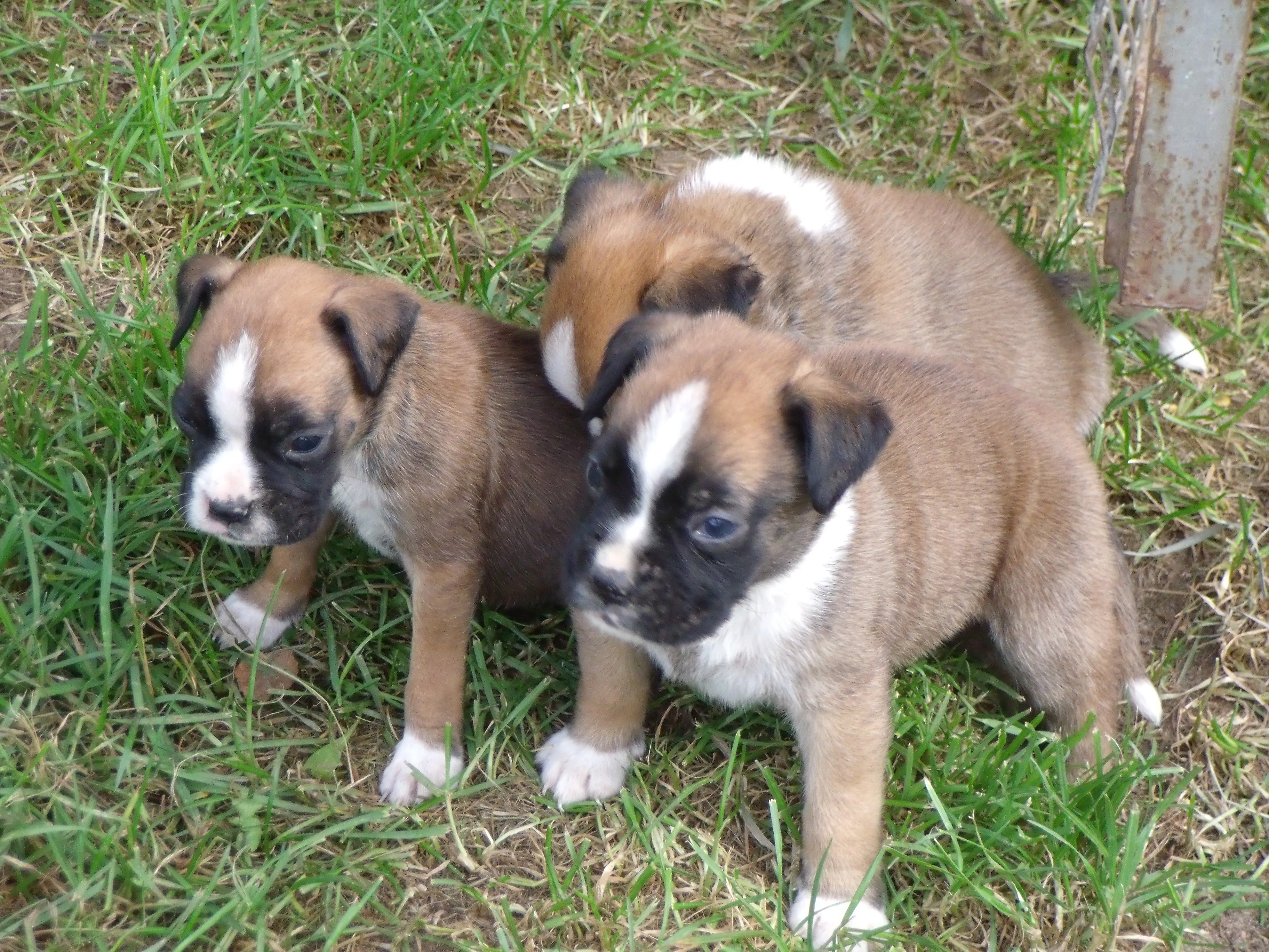 Boxerwelpen