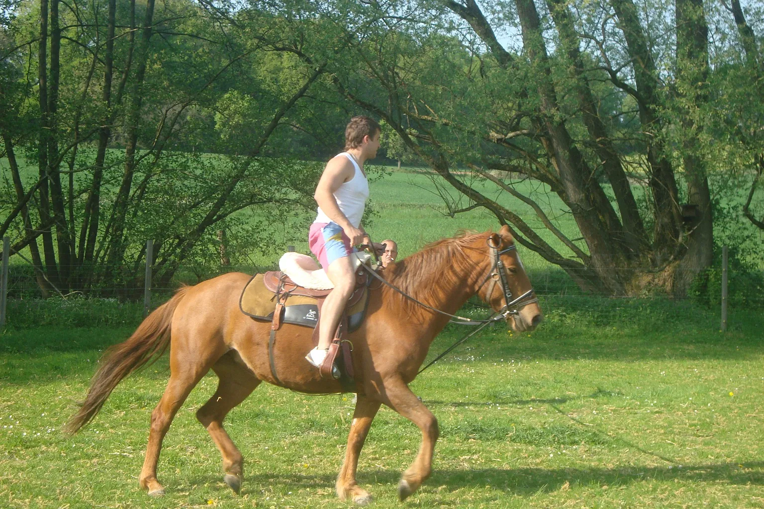 Fuchsstute und Pony Hengst  ohne Papiere – Bild 1