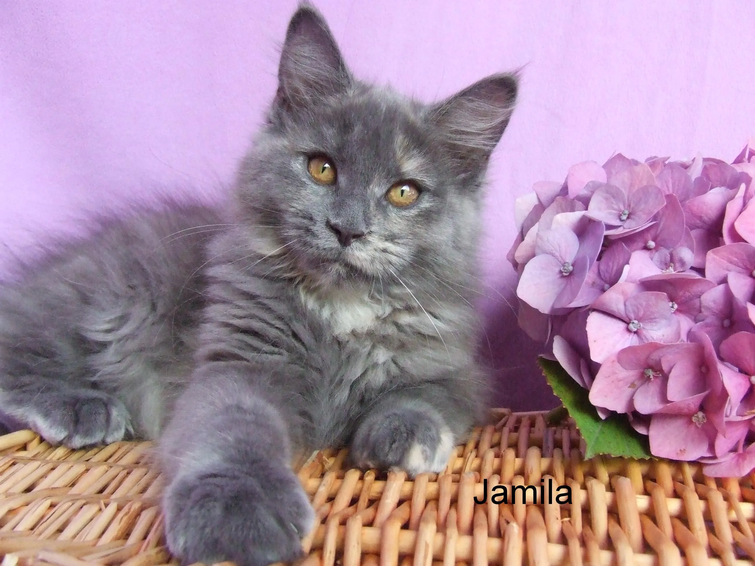 .. Traumhaft schönes Maine Coon Kitten in BLUE ..