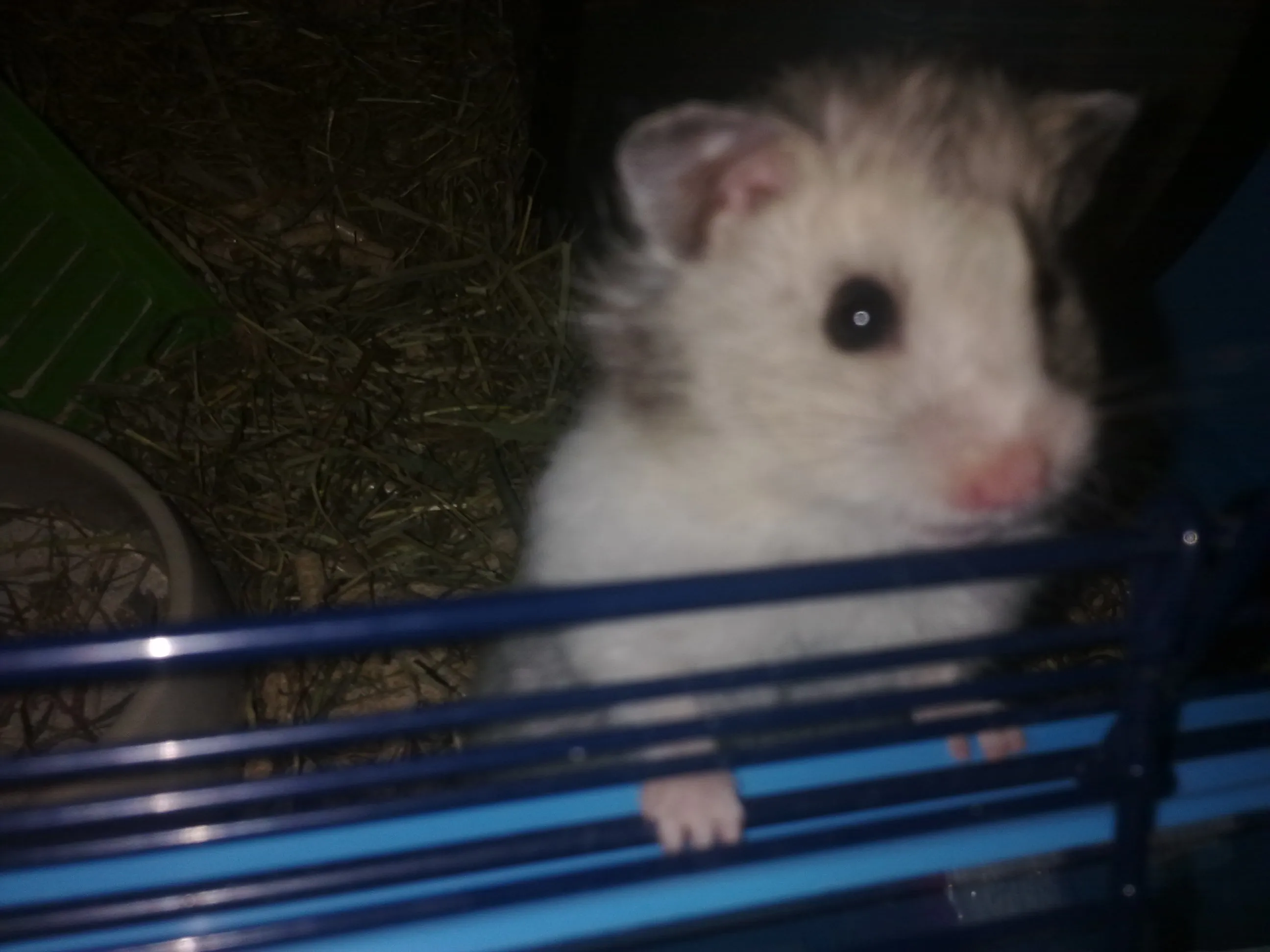 4 Monate Teddyhamster Mädchen Hamster in gute Hände abzugeb – Bild 1