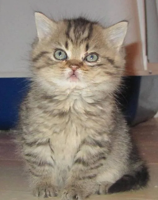 mehrere Katzen abzugeben. Selkirk Rex lockig sowie Glatthaar, Kurzhaarig