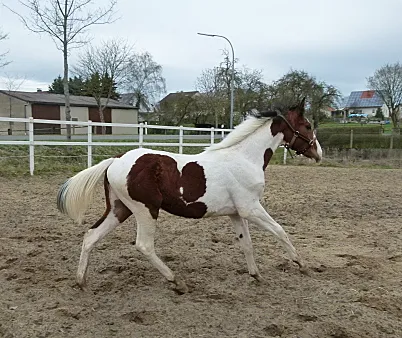 Beistellpony abzugeben !