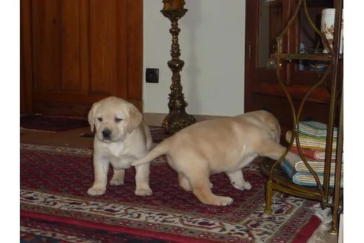 Labrador Welpen in Blond und Schwarz mit Papieren – Bild 1