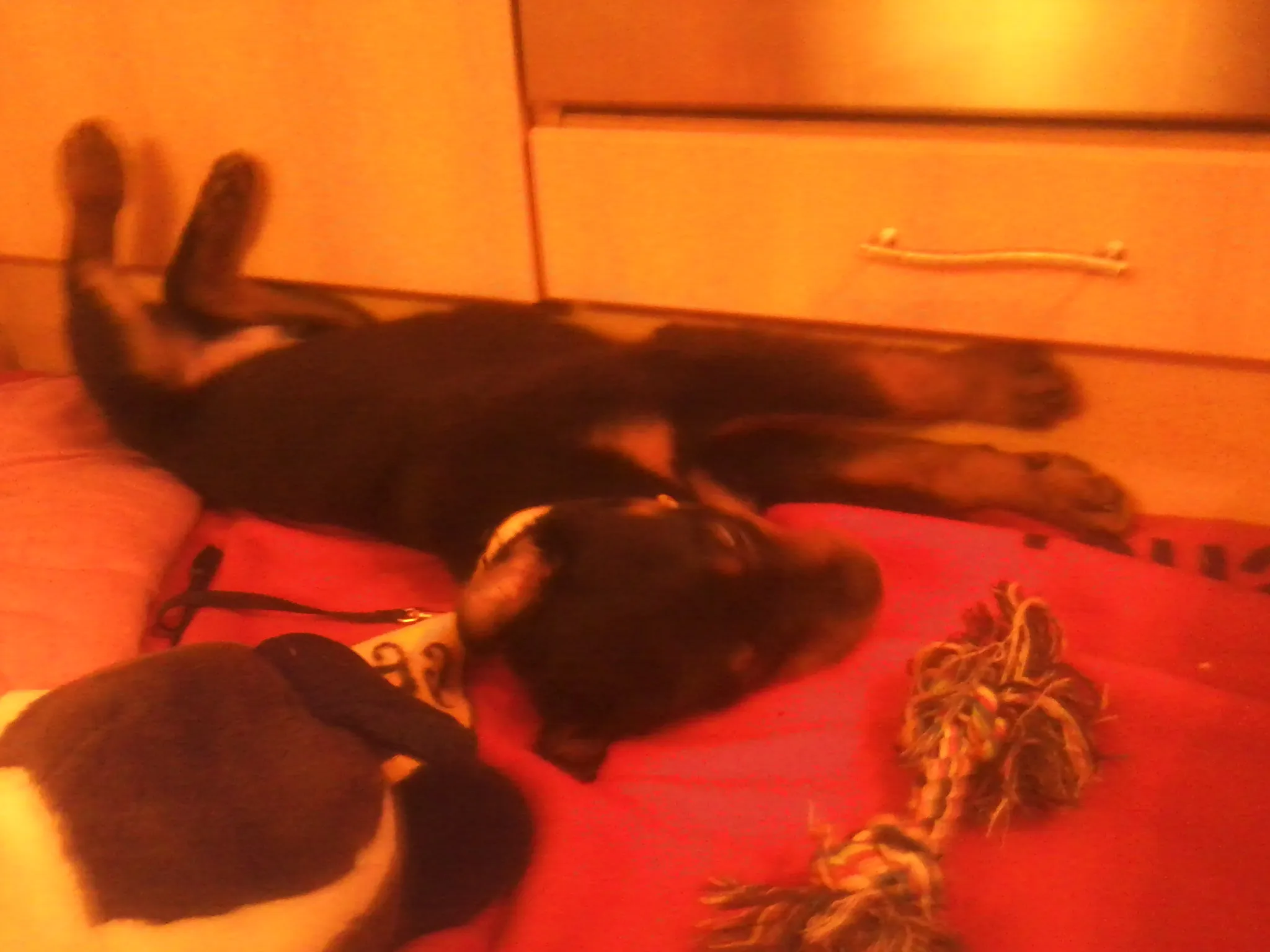 Tyson 4 Monate Rottweiler-Rüde – Bild 1
