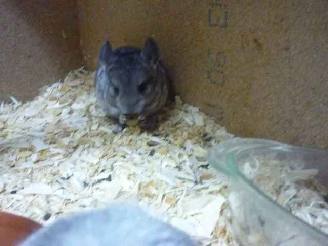 kleine Chinchillas in vielen Farben suchen neue Pelletgeber