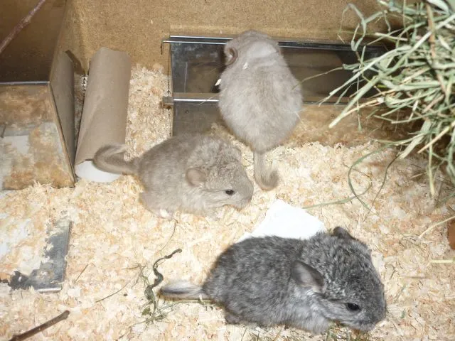 kleine Chinchillas in vielen Farben suchen neue Pelletgeber