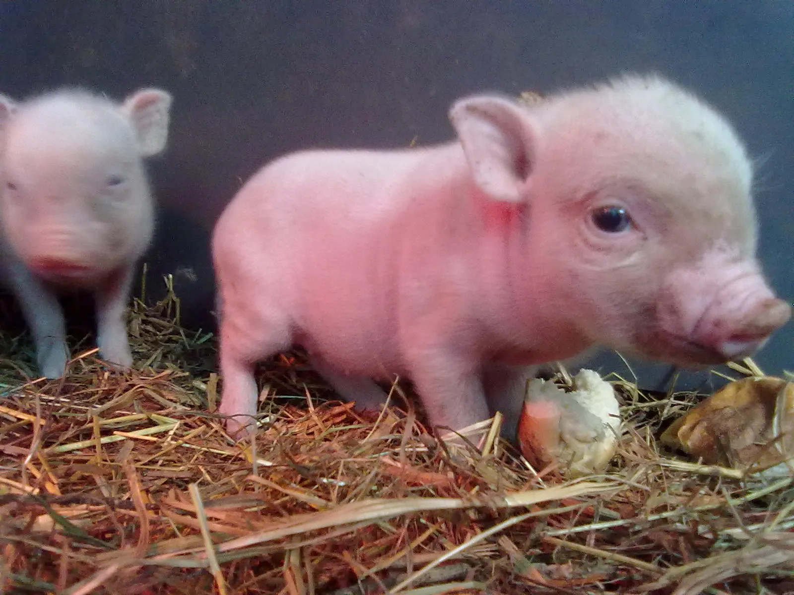 Mini Pigs - Hausschweine