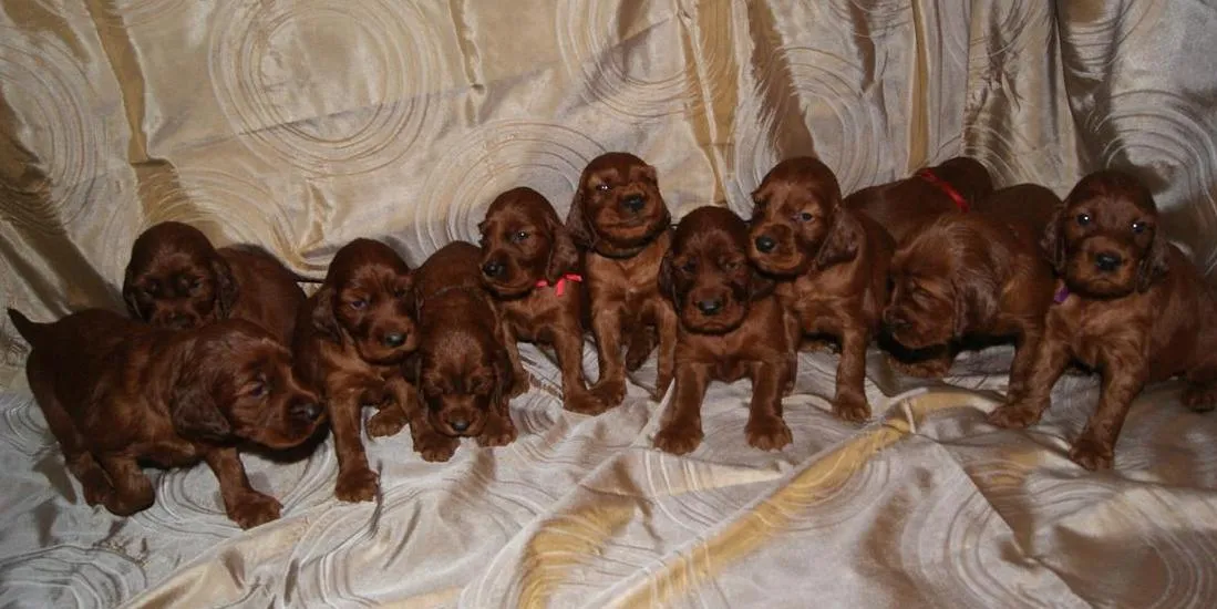 IRISH RED SETTER - perfekte Welpen mit Papiere FCI