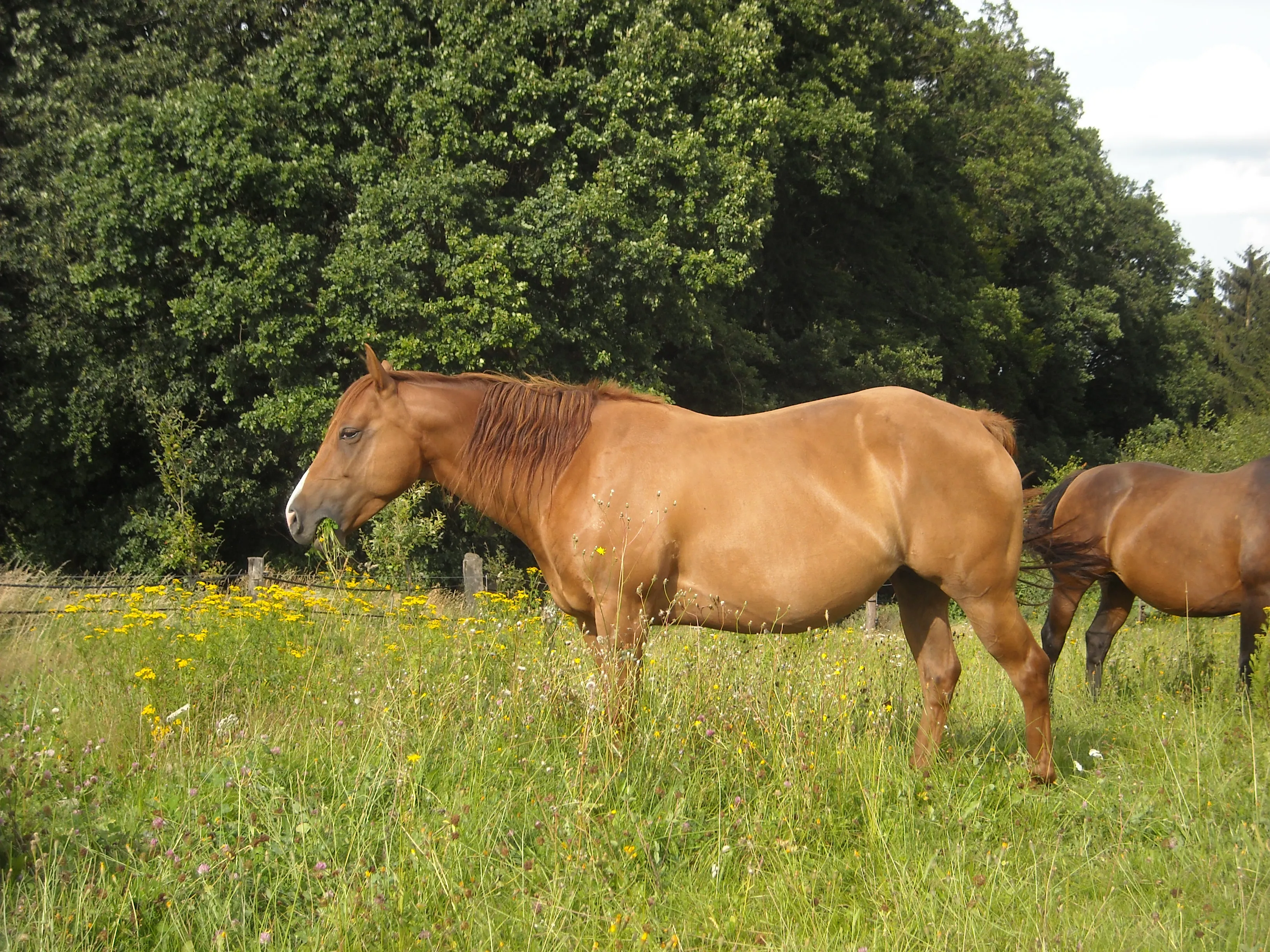 Quarter Horse Stute zu verkaufen