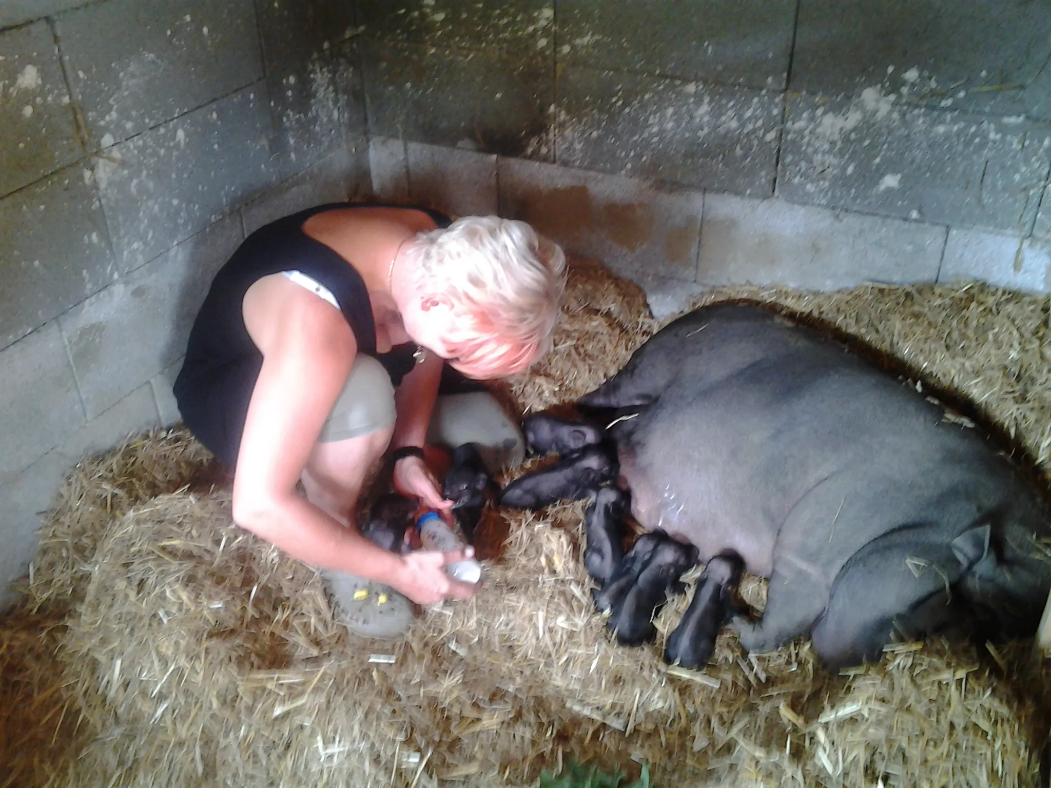 zwerghängebauchschweine