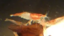 20 St. Red  Rili Zwerggarnelen 30 €, direkt vom Züchter