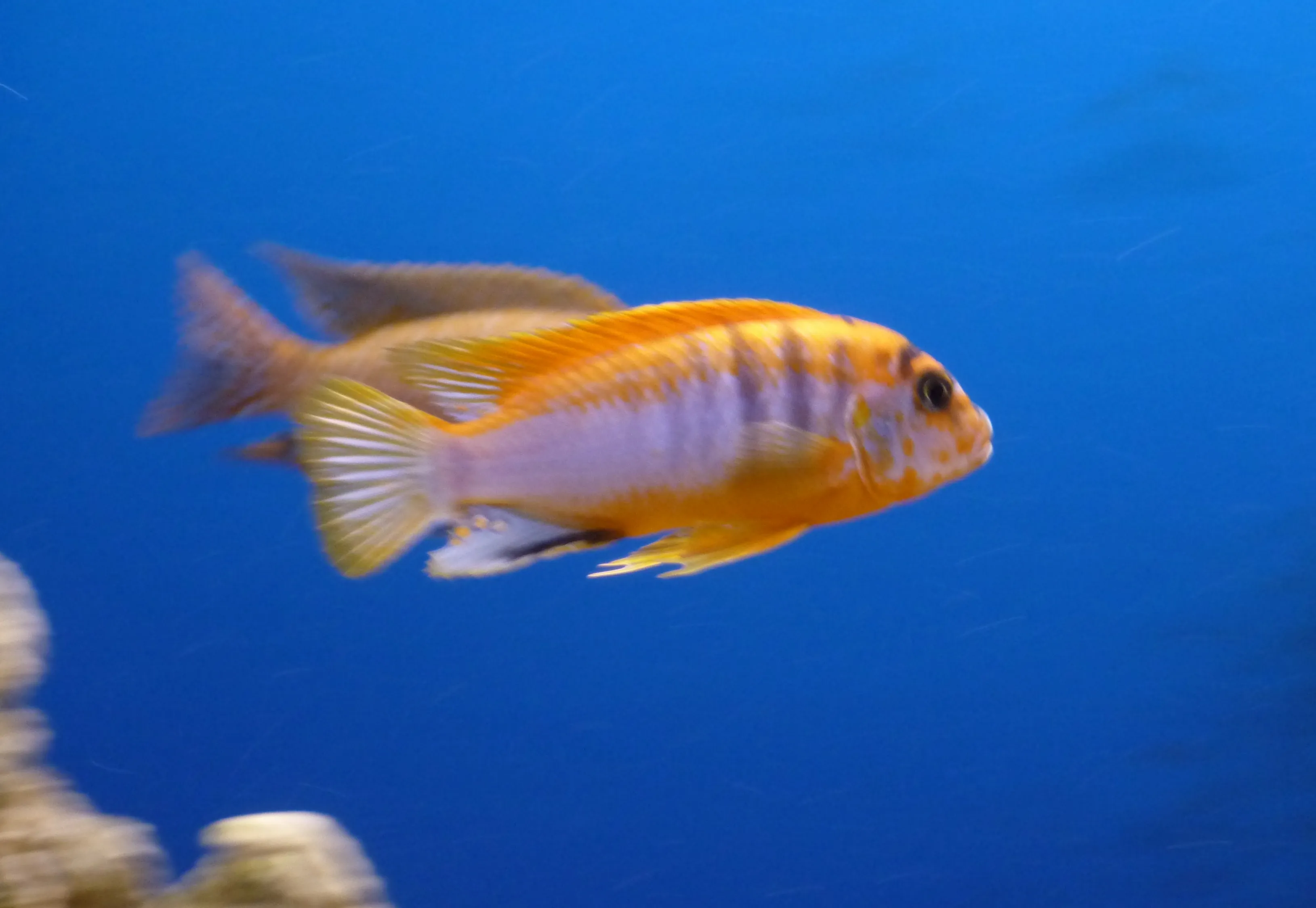 Labidochromis sp. Hongi  red selection