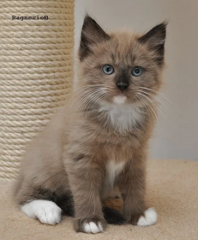 Bezaubernde Ragdollkaterchen – Bild 1