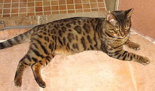 DECKKATER! Bengalkater Azur steht wieder ihre Damen zur Verfügung – Bild 1