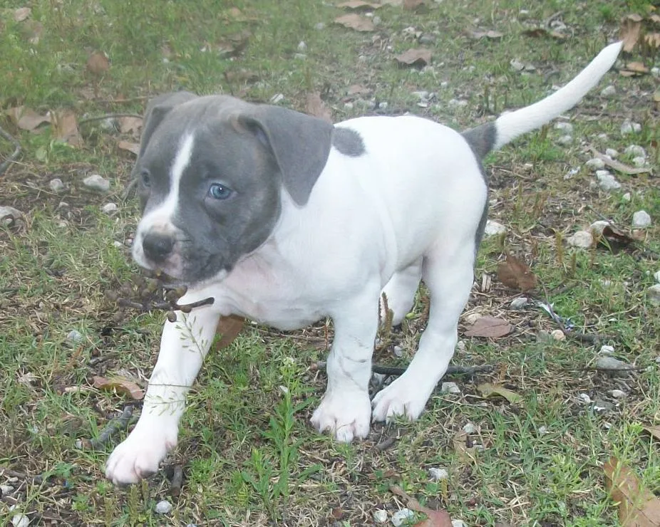 American Pitbull Terrier Welpen (Bully Type) – Bild 1