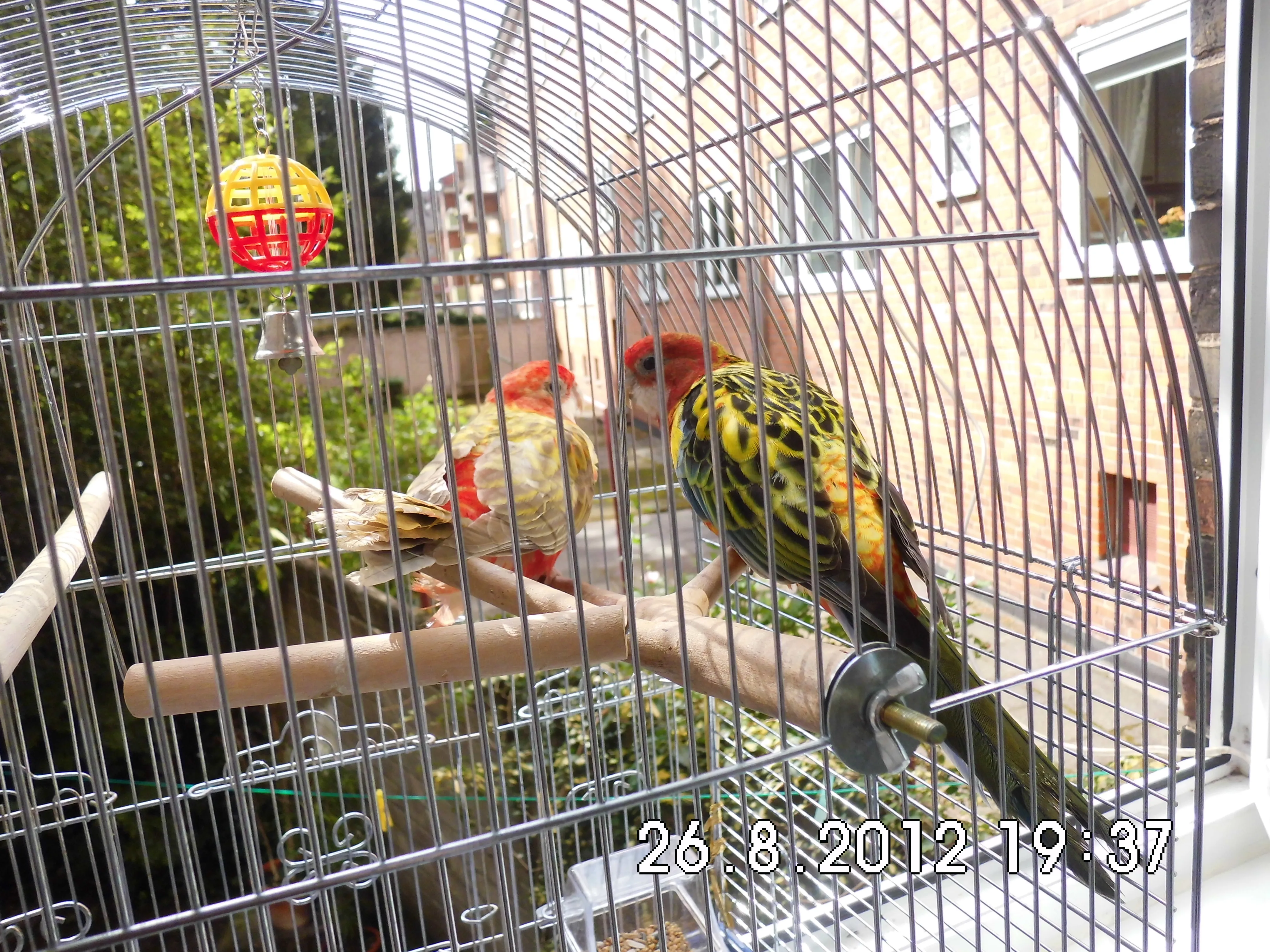 Wird Gesucht!!! Prachtrosella Pärchen