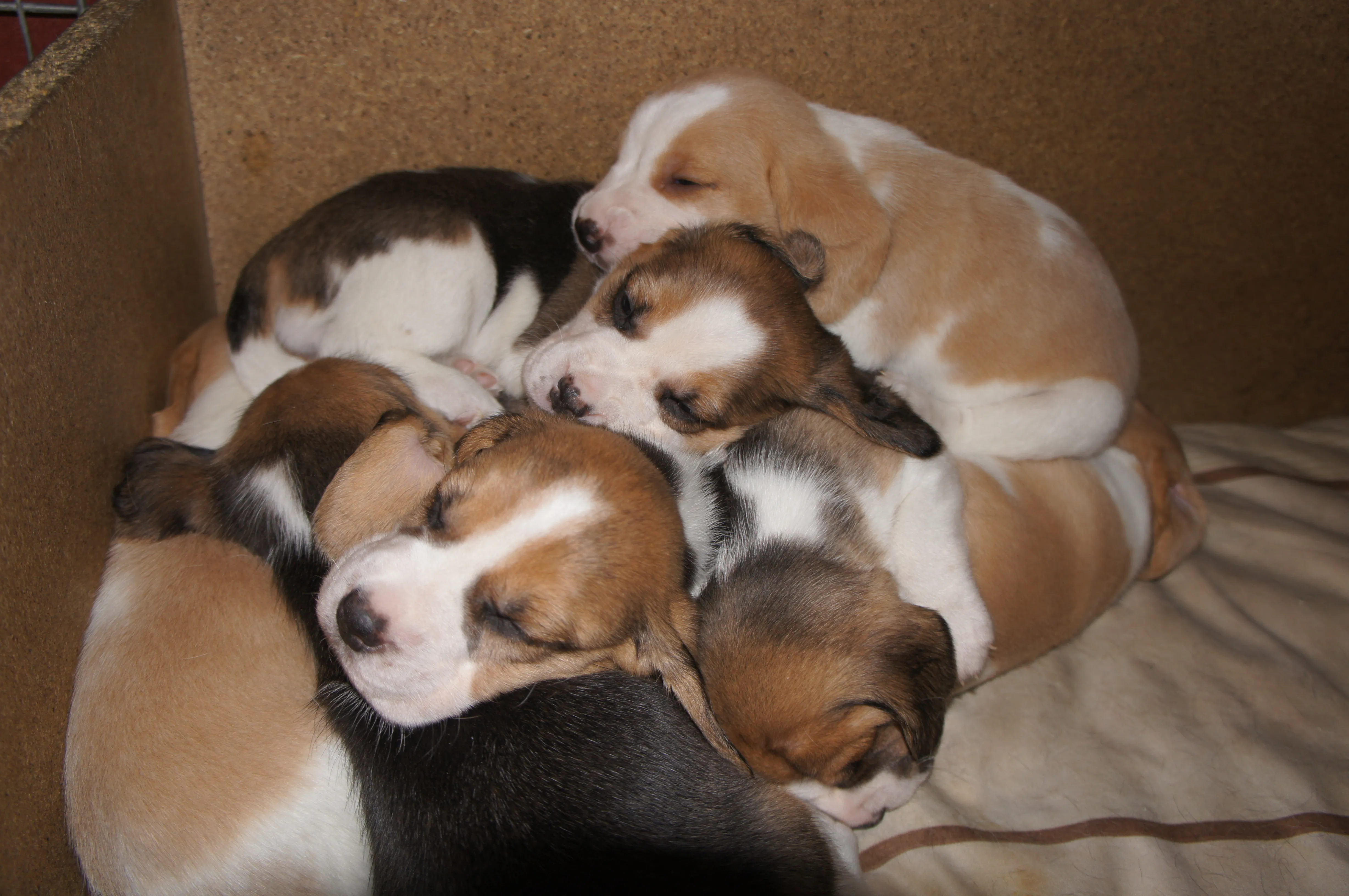Beagle Welpen – Bild 1