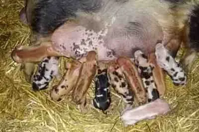 Kune Kune Ferkel