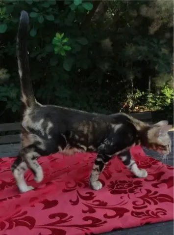 3 kleine Bengal Kitten zu verkaufen – Bild 1